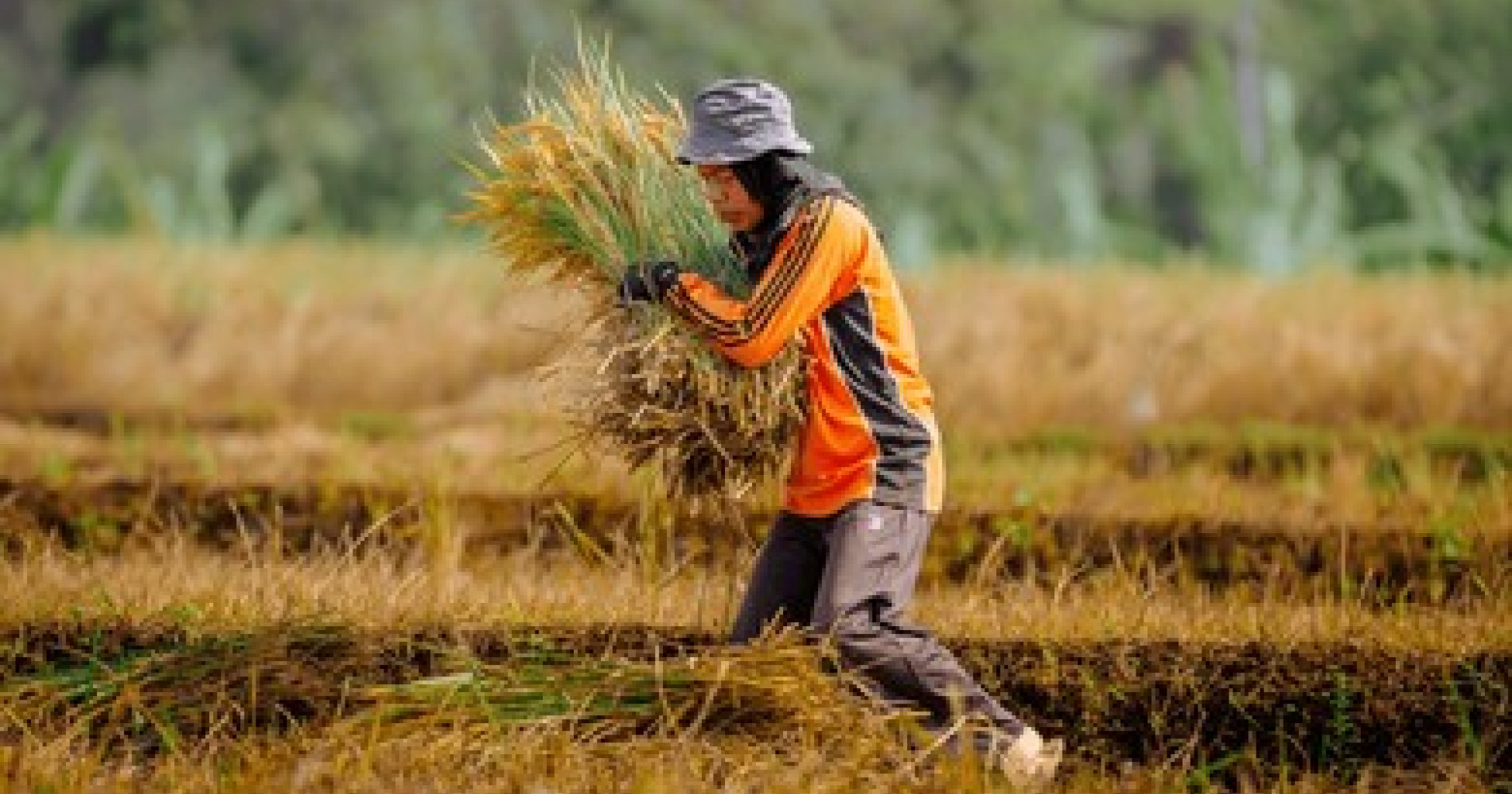 Ilustrasi budi daya tanaman padi. Sumber foto dari Shutterstock