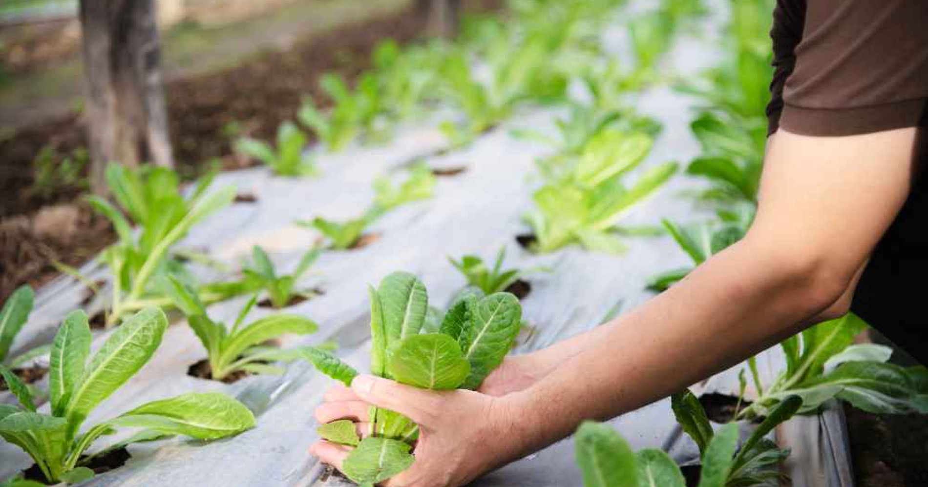 Keunggulan sistem pertanian hidroponik (Foto Freepik.com)