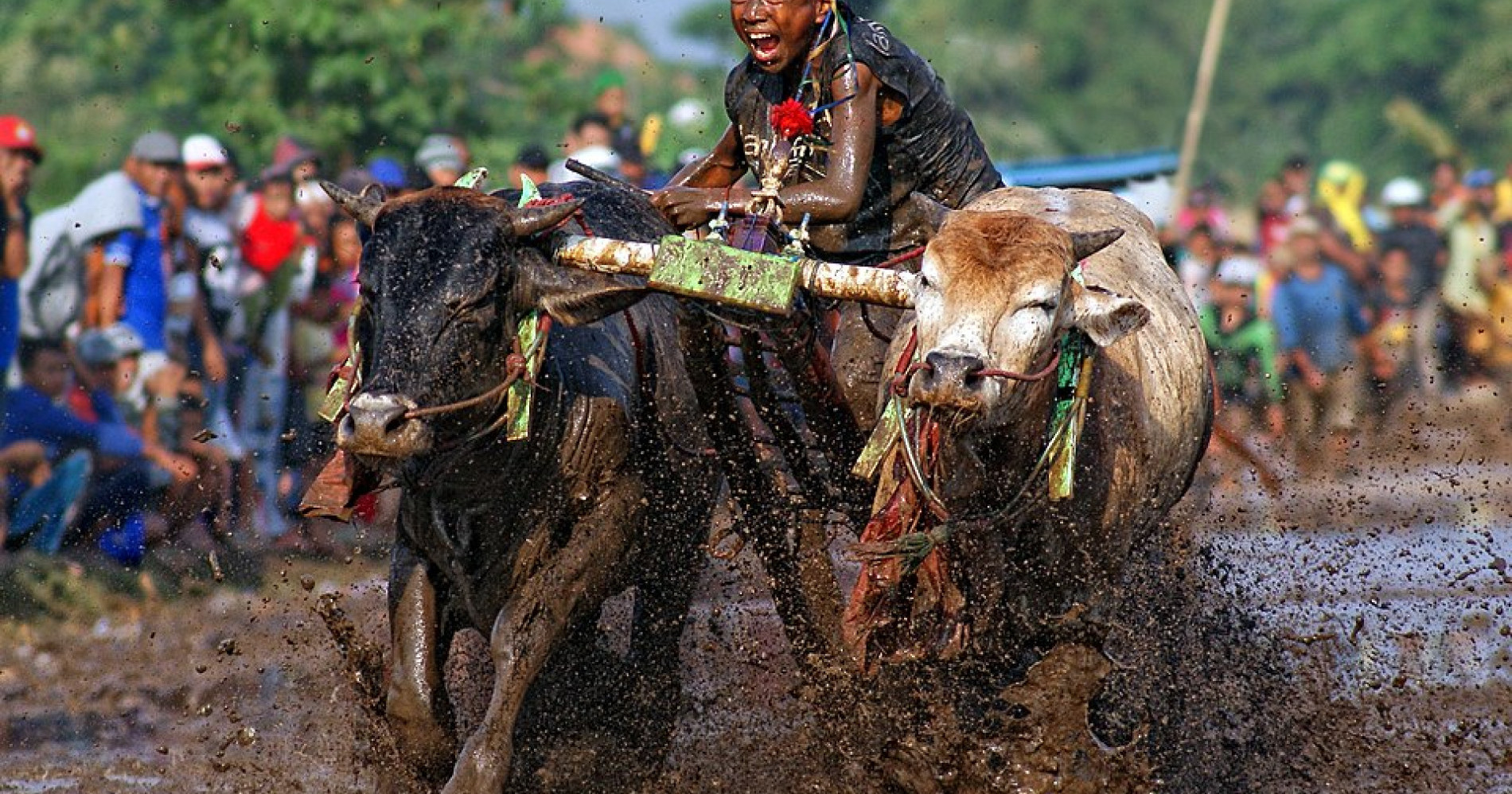 Kerapan Sapi (Sumber Gambar: Wikimediacommons) Kerapan Sapi (Sumber Gambar: Wikimediacommons)