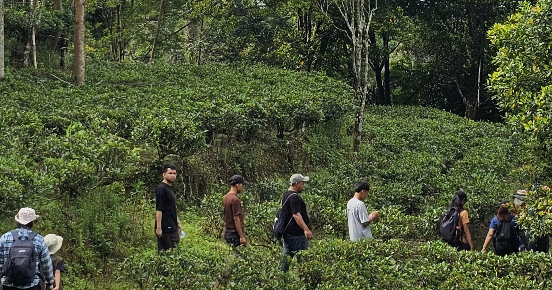 Tonggeret masih mudah dijumpai di pedesaan Purwakarta [Instagram Unlocked Historical]