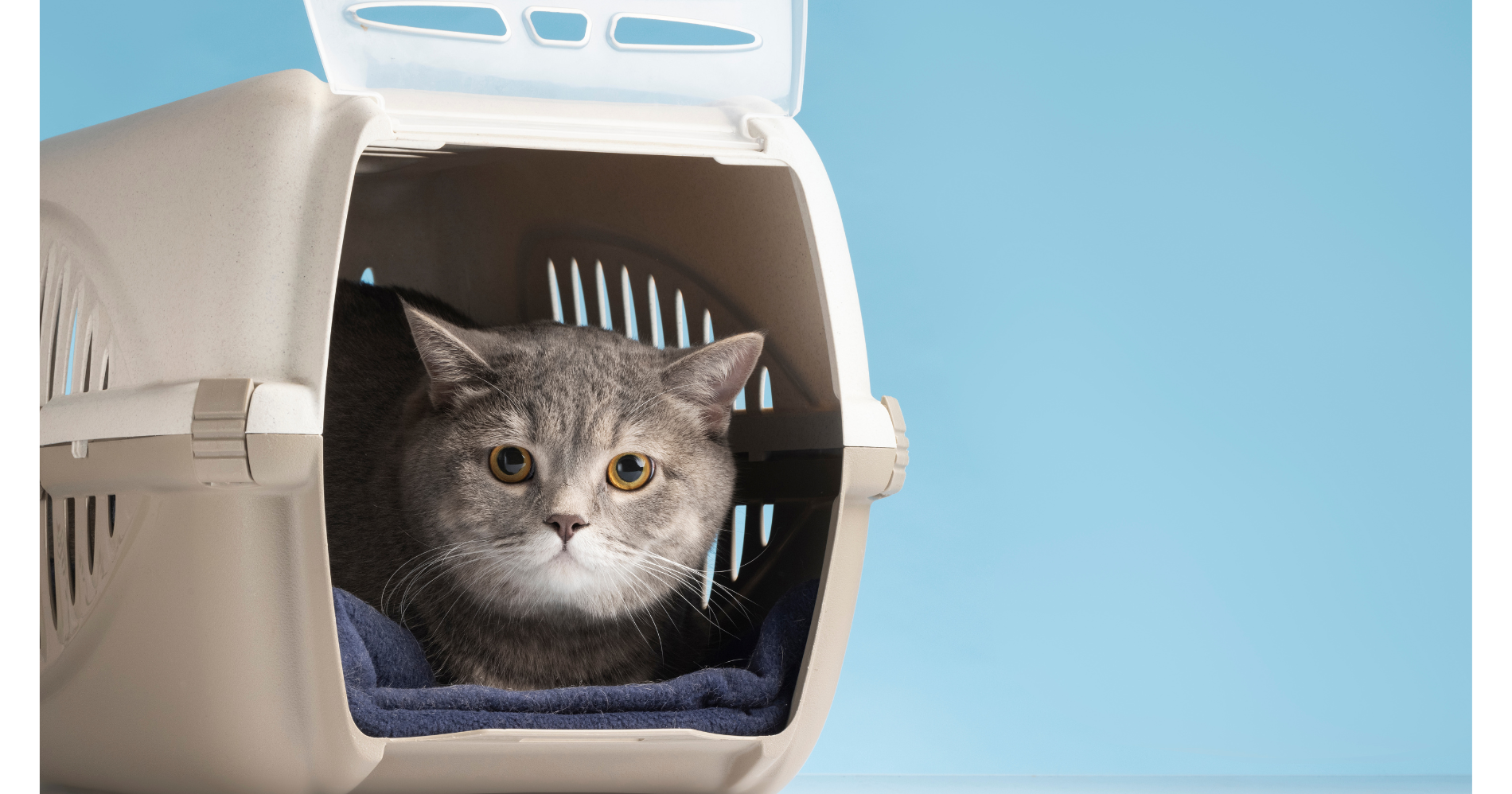 Mudik bersama Hewan Peliharaanmu (Sumber: Freepik.com)