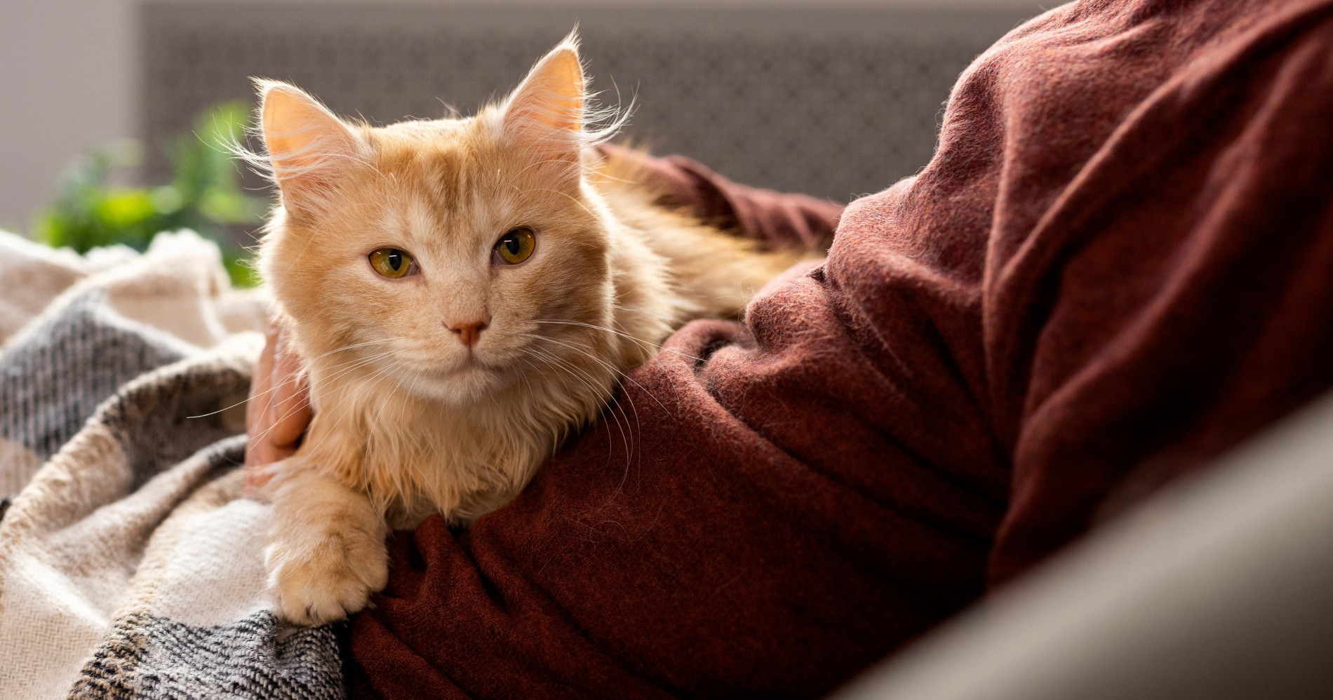 Cara hemat energi bagi pemilik hewan [Freepik]