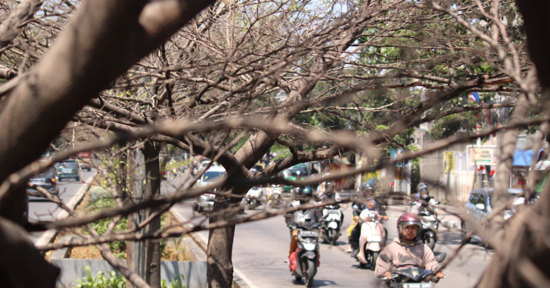 Tamanan di pusat kota yang mengering karena kemarau. (sumber : foto pribadi)