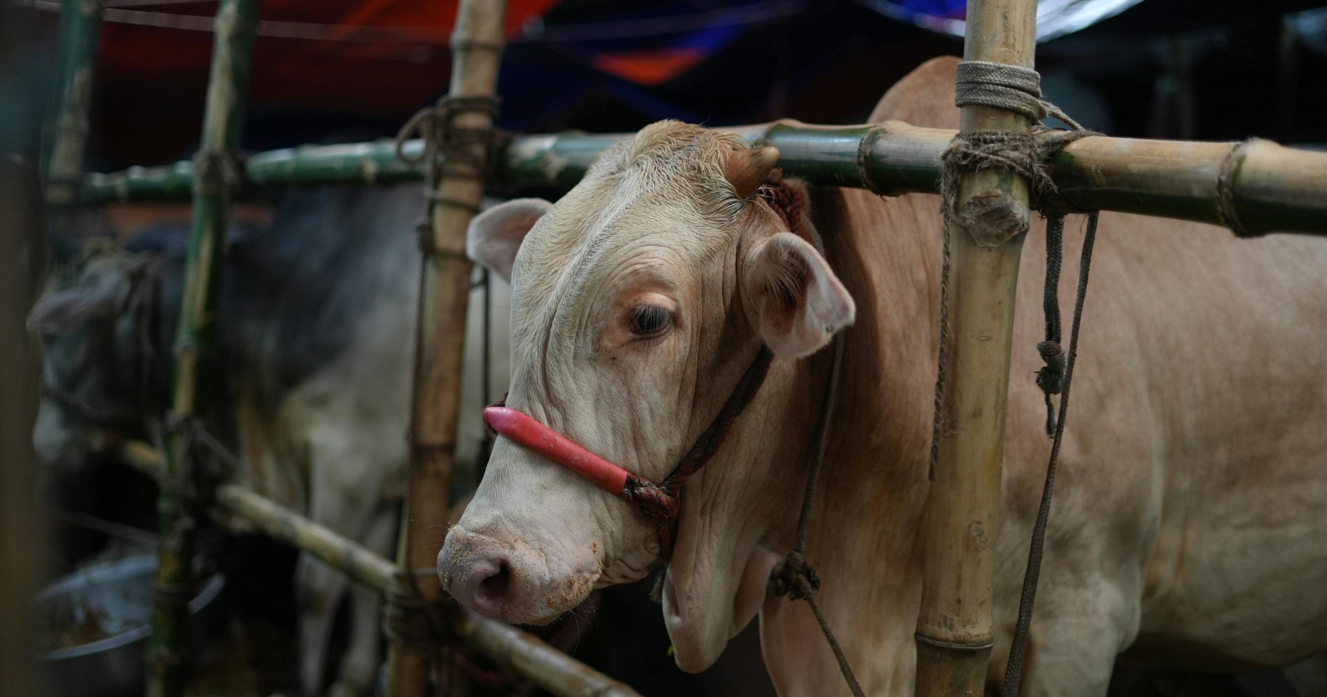 Sapi kurban/Pexels.com