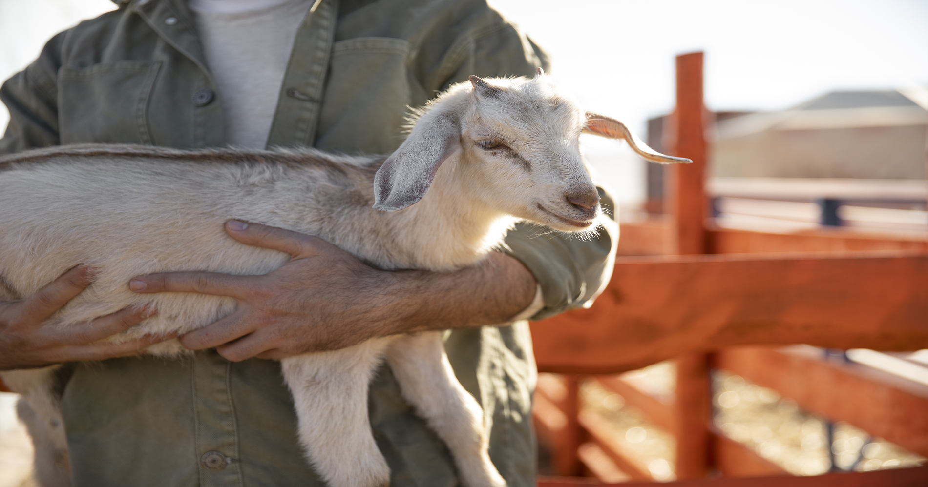 Kambing (Sumber: Freepik)