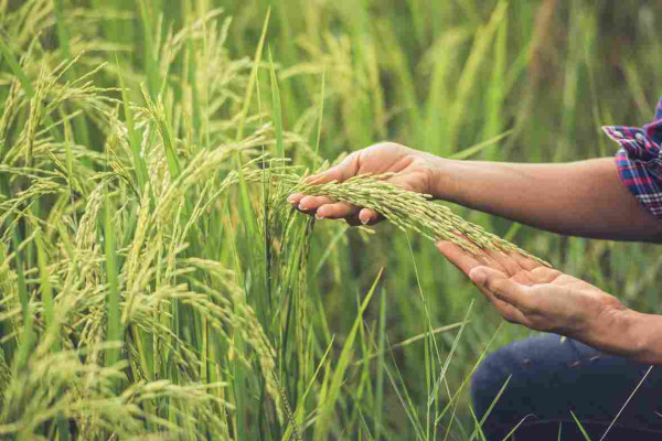 Kisah Ketahanan Pangan yang Tumbuh dari Agribisnis dan Aksi Nyata Pupuk Kaltim