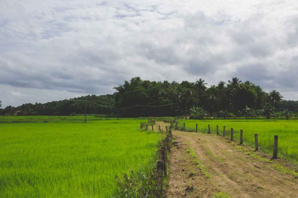 Petani Masa Depan: Petani Adaptif dan Inovatif