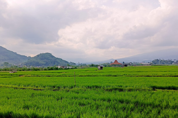 Bisnis Muda